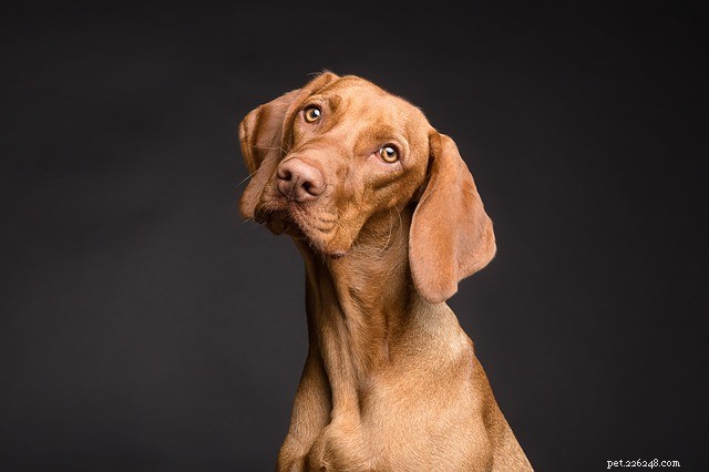 Understanding Canine Intestinal Obstruction: Causes, Symptoms, and Effective Treatments