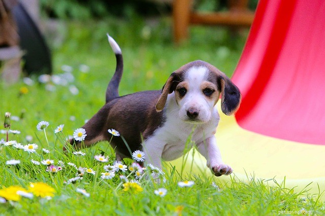 Dog Liver Failure Explained: Causes, Signs, and Treatment Options