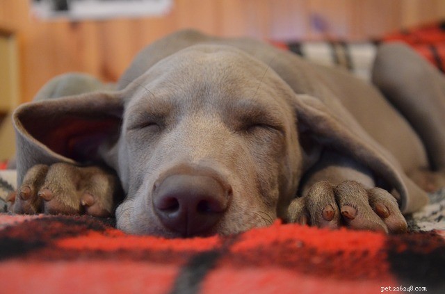 Understanding Dog Lethargy: Causes, Symptoms, and How to Help Your Pet