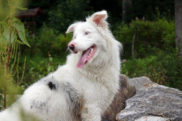 What Causes Blood in Your Dog’s Vomit? Understanding the Signs & Urgent Actions
