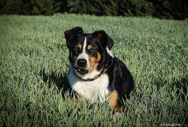 Diaphragmatic Hernia in Dogs: Causes, Symptoms, and Effective Treatments