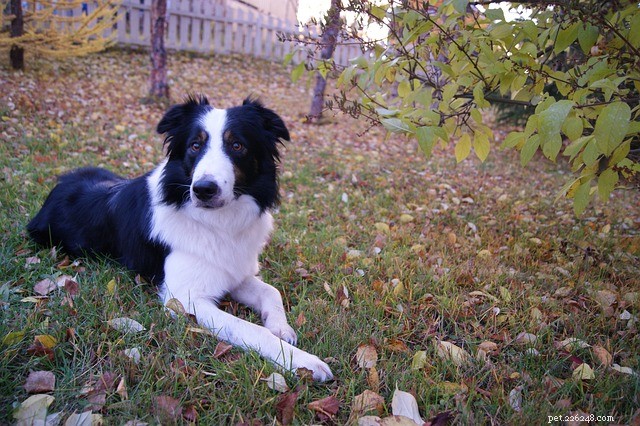 Understanding Canine Weight Loss: Causes, Symptoms, and Solutions