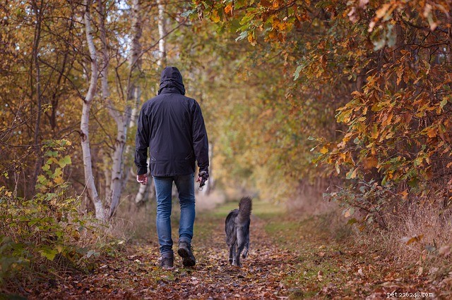 Rainy Day Dog Walking: Expert Tips & Best Practices