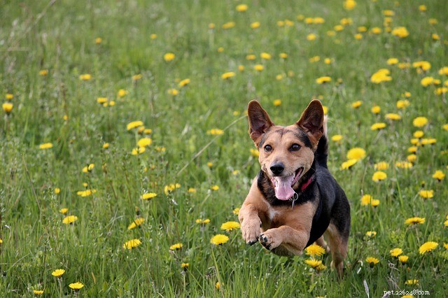 Why Does My Dog Jump on People? Understanding the Causes and Solutions