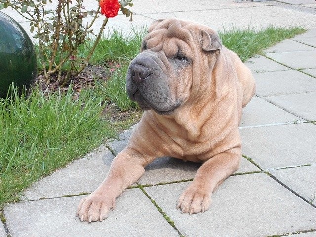 Top 10 Quietest Dog Breeds for Apartment Living