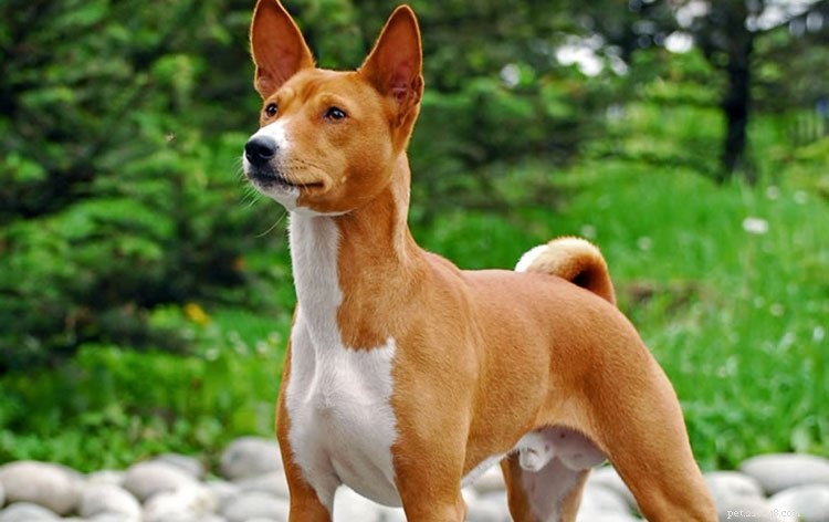 Top 10 Quietest Dog Breeds for Apartment Living
