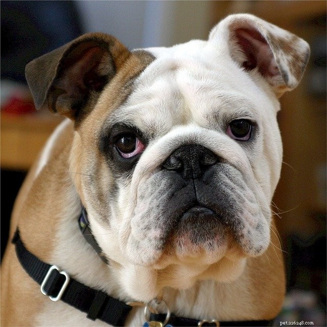 Top 10 Quietest Dog Breeds for Apartment Living