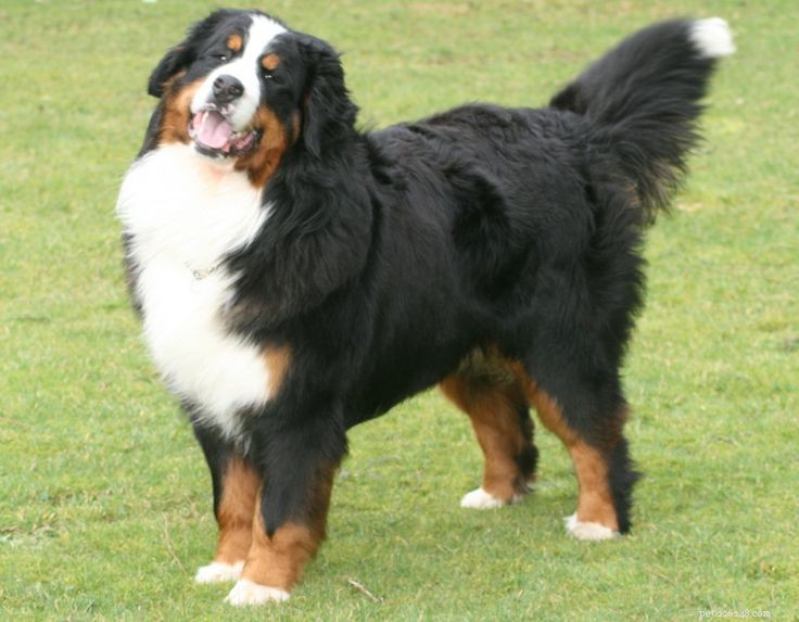 Top 10 Quietest Dog Breeds for Apartment Living