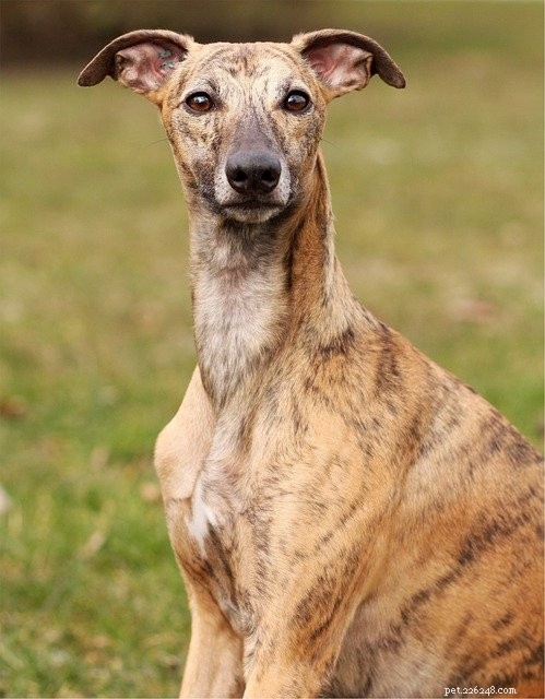 Top 10 Quietest Dog Breeds for Apartment Living
