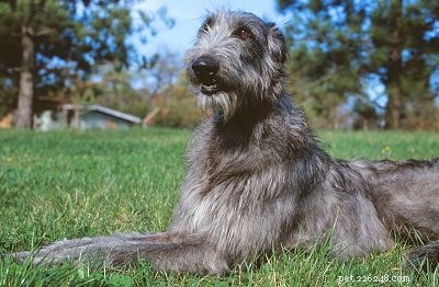 Top 10 Quietest Dog Breeds for Apartment Living