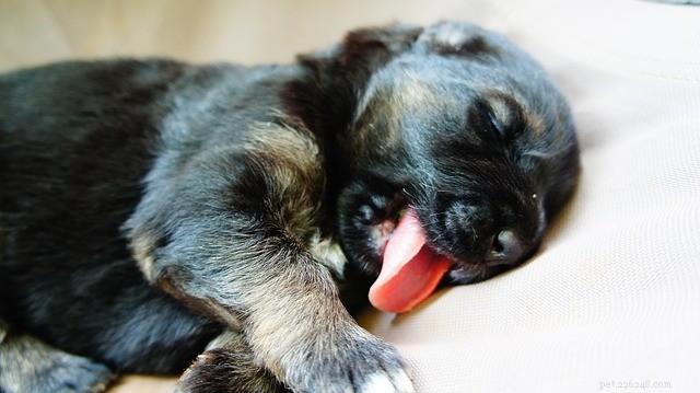 Why Does a Dog s Legs Move While Sleeping? Understanding the Science Behind It