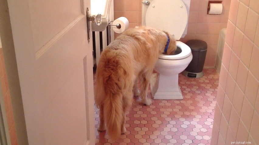 Why Do Dogs Drink from the Toilet? Understanding the Behavior and How to Stop It