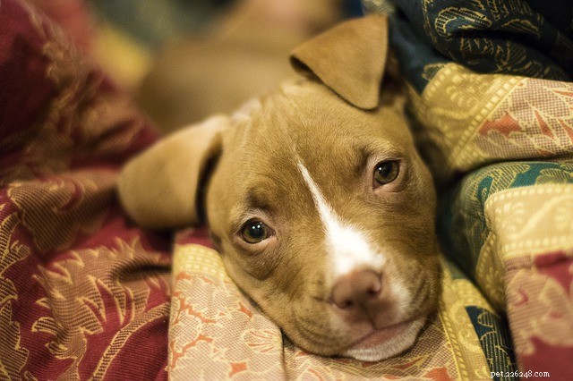 Understanding Dog Loyalty: Why Dogs Are Unwaveringly Faithful