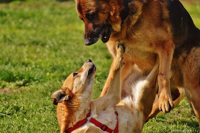 How to Safely Disrupt a Dog Fight: Essential Tips & Precautions
