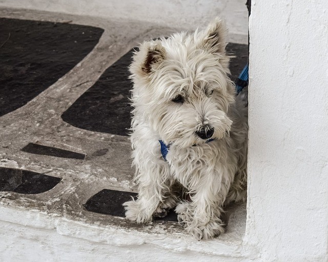 How to Stop Your Dog from Barking at the Doorbell: Proven Training Tips