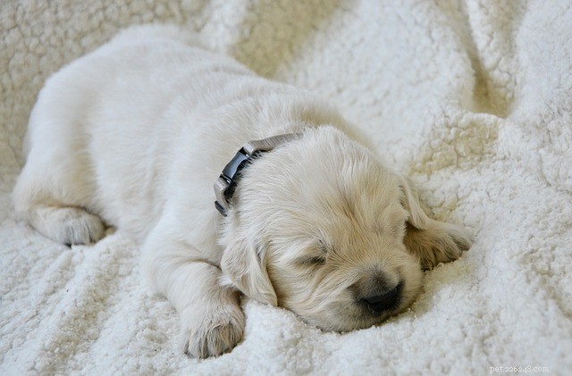 Understanding Your Dog s Sleep Patterns: What They Reveal About Health and Mood