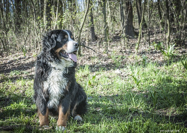 Mountain Dogs Explained: Traits, Top Breeds & How to Choose