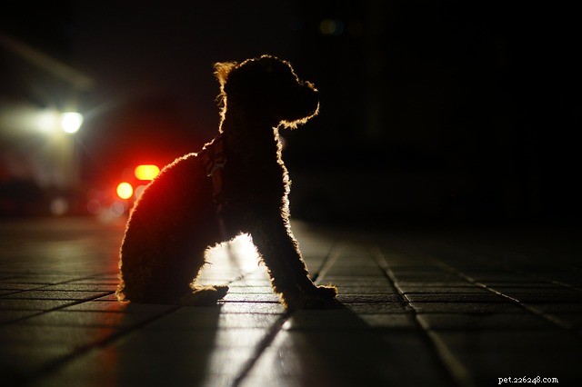 Why Your Dog Won t Sleep at Night: Common Causes & Solutions