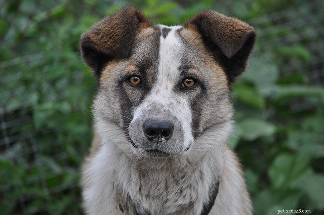 Why Does My Dog Drag Its Bottom? Common Causes & How to Help