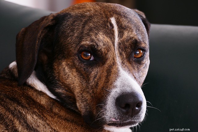 Why Is My Dog Peeing Inside? Quick Solutions & Prevention