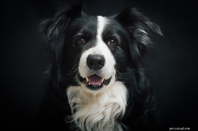 How Dogs Express Emotions: A Comprehensive Owner’s Guide