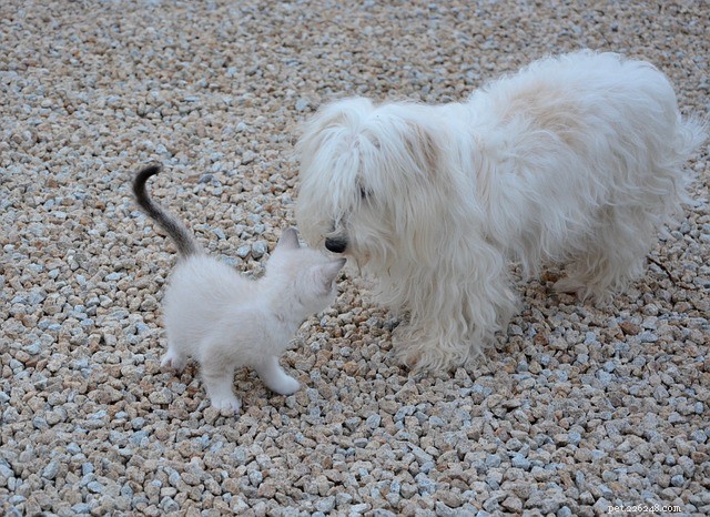 Why Do Dogs Seem to Hate Cats? Myths, Facts, and How to Coexist