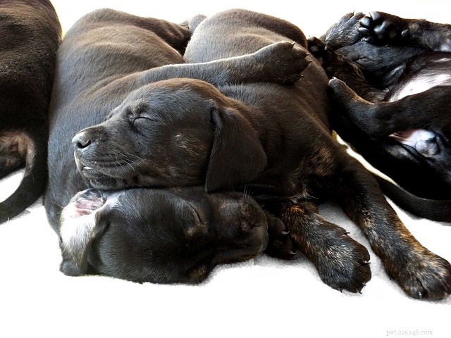 Decoding Your Dog’s Sleep: What Each Position Reveals About Their Personality