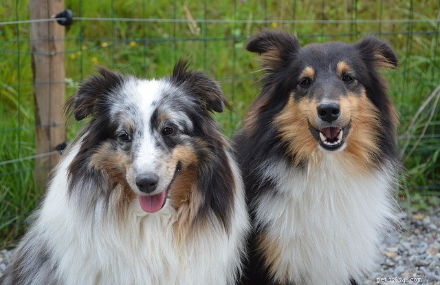 Top Loyal Breeds: The Most Faithful Dogs You Can Trust