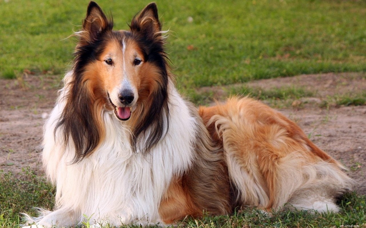 Top Loyal Breeds: The Most Faithful Dogs You Can Trust