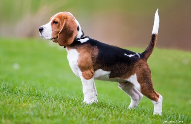 Top Loyal Breeds: The Most Faithful Dogs You Can Trust