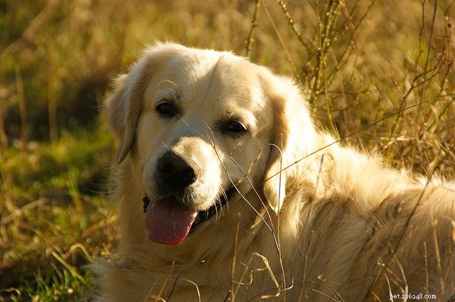 Top Loyal Breeds: The Most Faithful Dogs You Can Trust