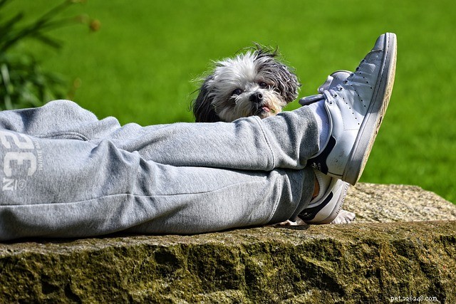 Understanding Why Dogs Hump – Common Causes & How to Address It