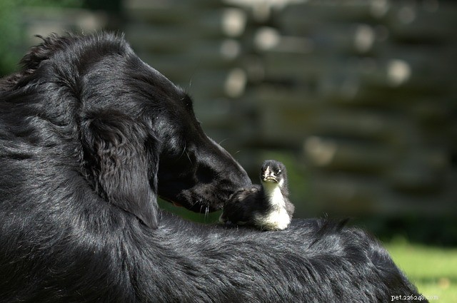 Why Do Dogs Adopt Other Animals? Understanding Their Protective Instincts
