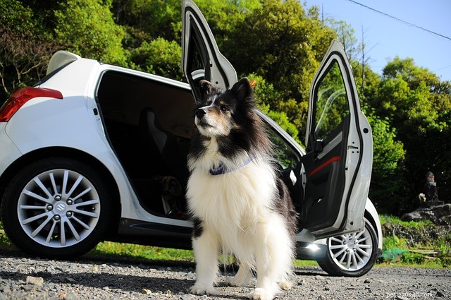 Essential Guide to Road Tripping with Your Dog