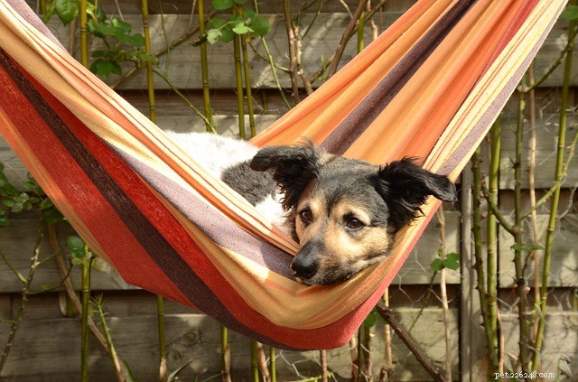 What Causes Sudden Changes in Your Dog’s Behavior?