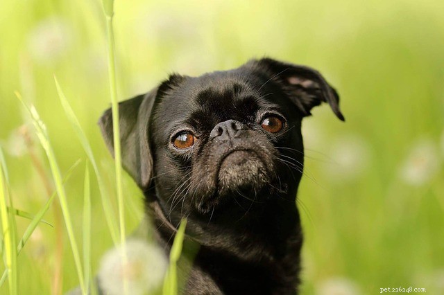 Dog Dry Eye (Keratoconjunctivitis Sicca): Causes, Symptoms & Effective Treatments