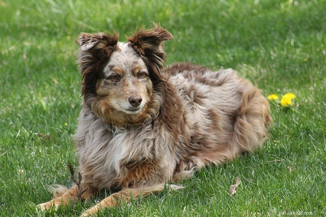 Dog Separation Anxiety: Expert Strategies to Calm Your Pup When You Leave
