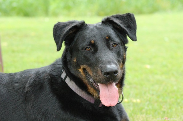 Common Dog Behaviour Problems & How to Address Them
