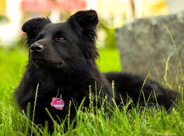 Teach Your Dog Its Name Quickly: A Step-by-Step Guide