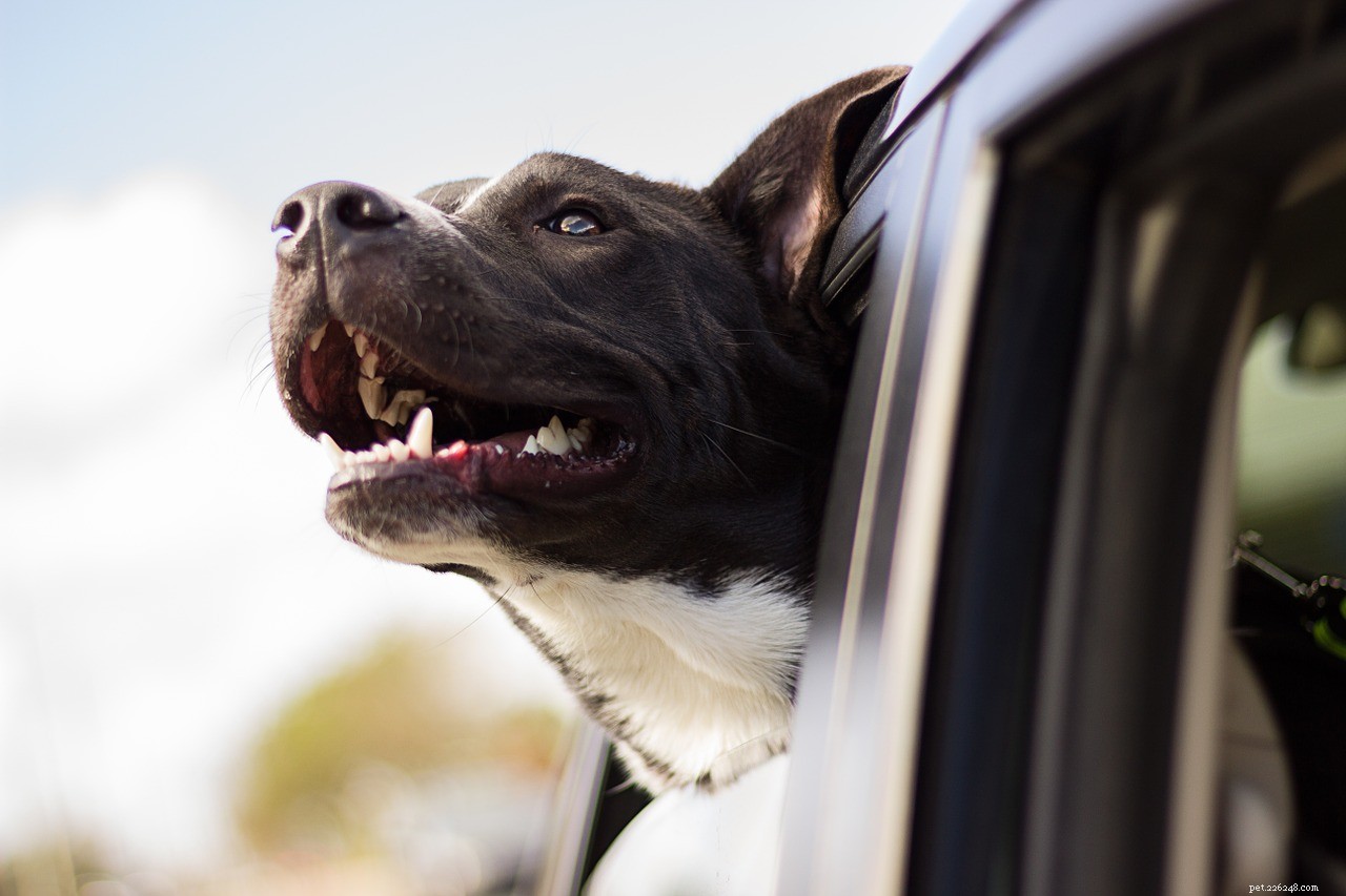 Understanding the Dog Knot: Role of the Bulbus Glandis in Canine Reproduction