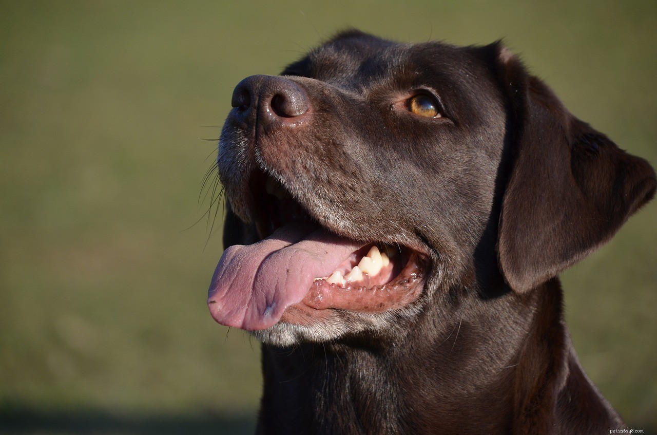 Do Dogs Really Grasp Time? Uncovering the Truth Behind Their Perception