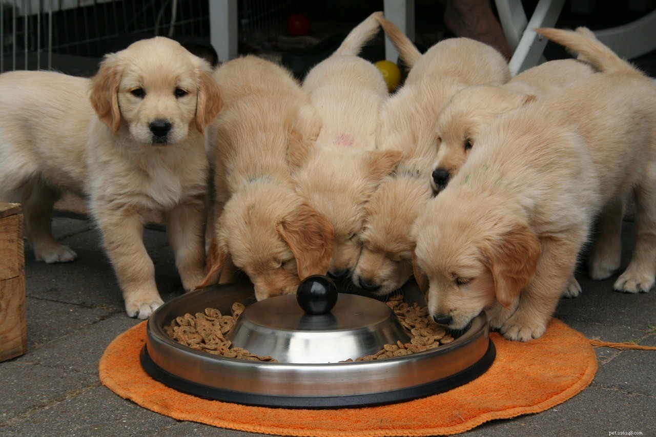 Is Meat Alone Enough? Essential Nutrients Dogs Truly Need