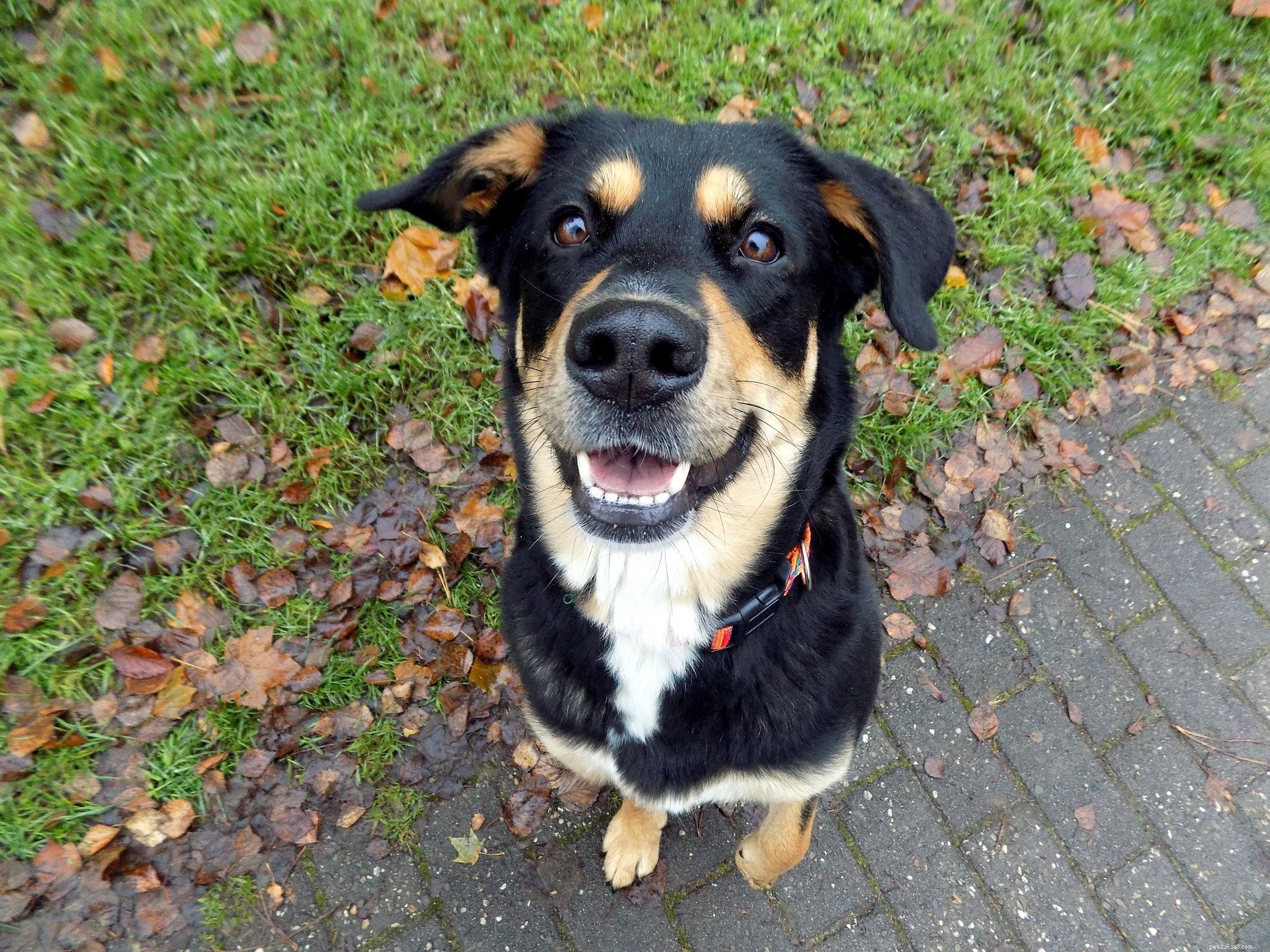 Top Female Dog Names: Popular & Exotic Picks for Your New Companion