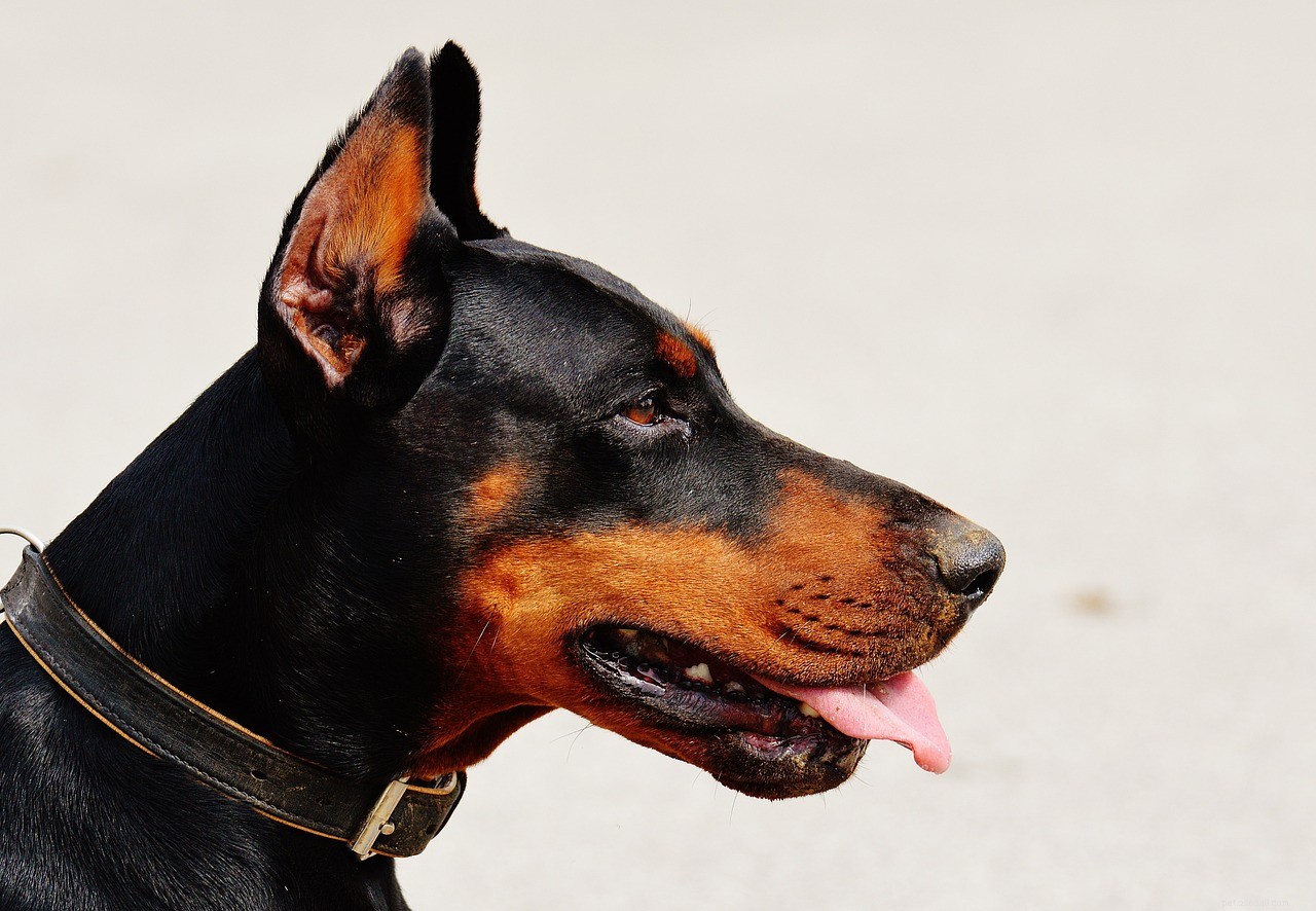 Bold and Powerful: Dominant Dog Names for Your Alpha Pet