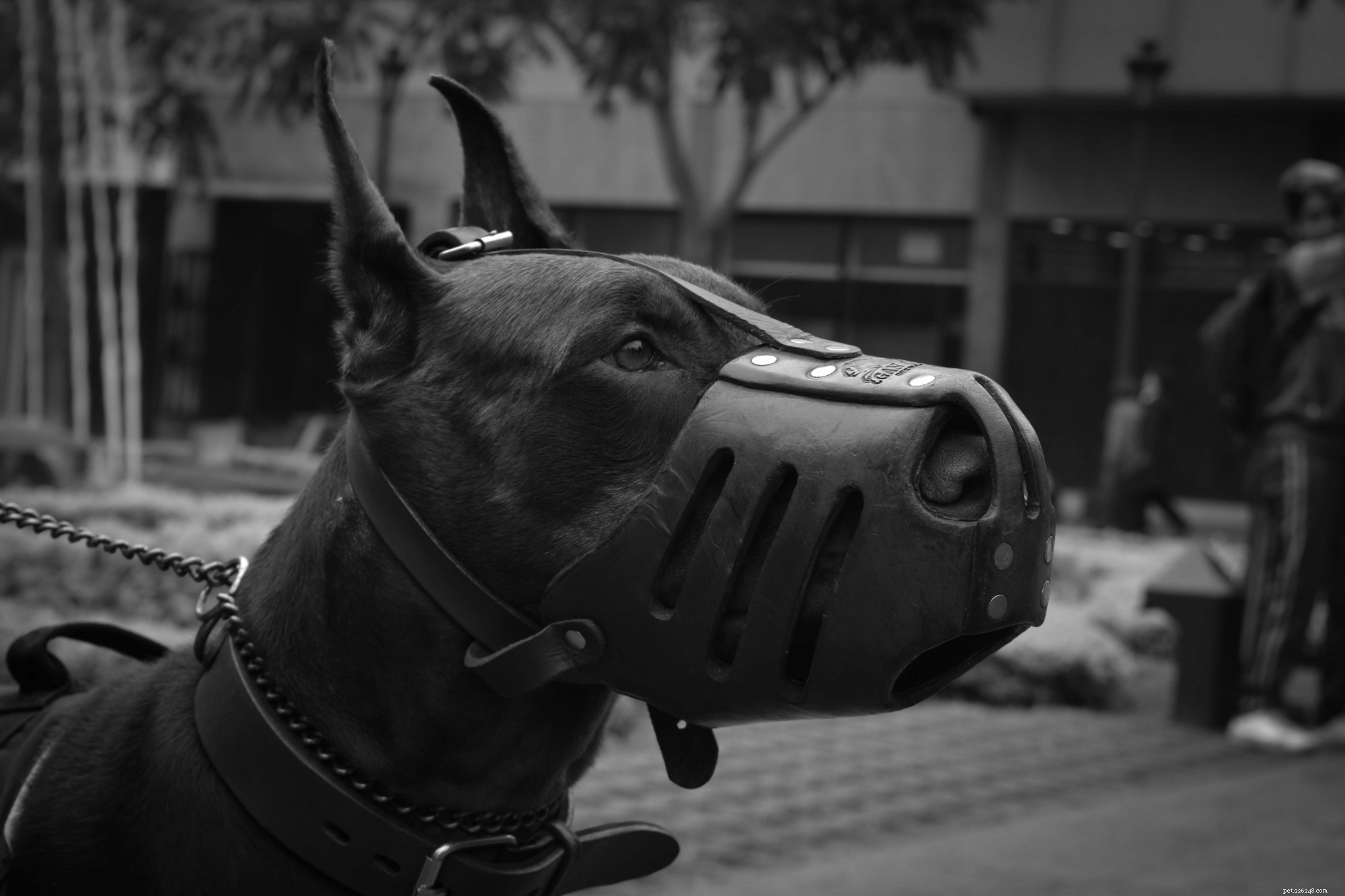 Dog Muzzle: When, Why, and How to Use Them Safely