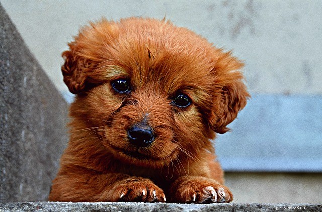 Nerium Oleander: Toxic Effects on Dogs & How to Protect Your Pet