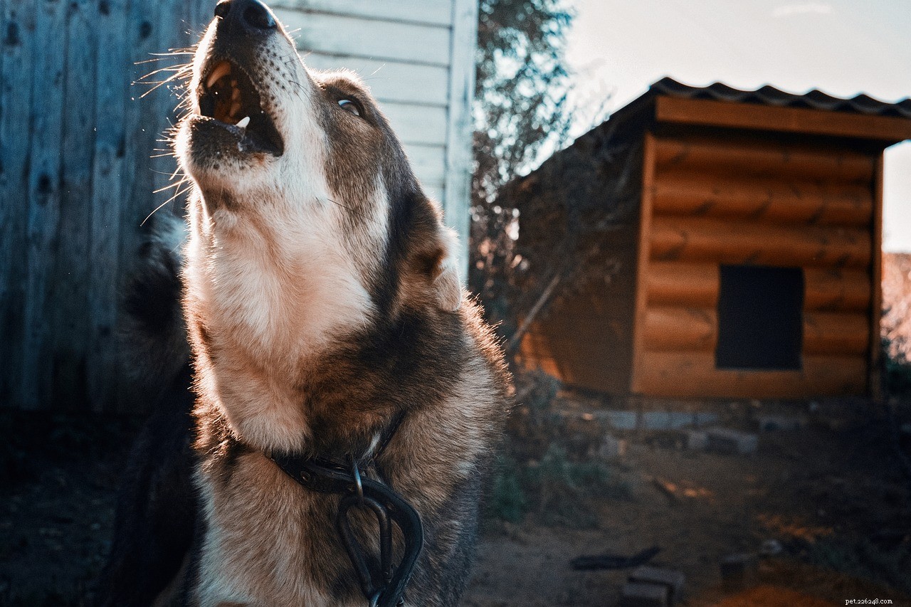 Understanding Aggressive Dogs: 5 Key Causes & How to Help