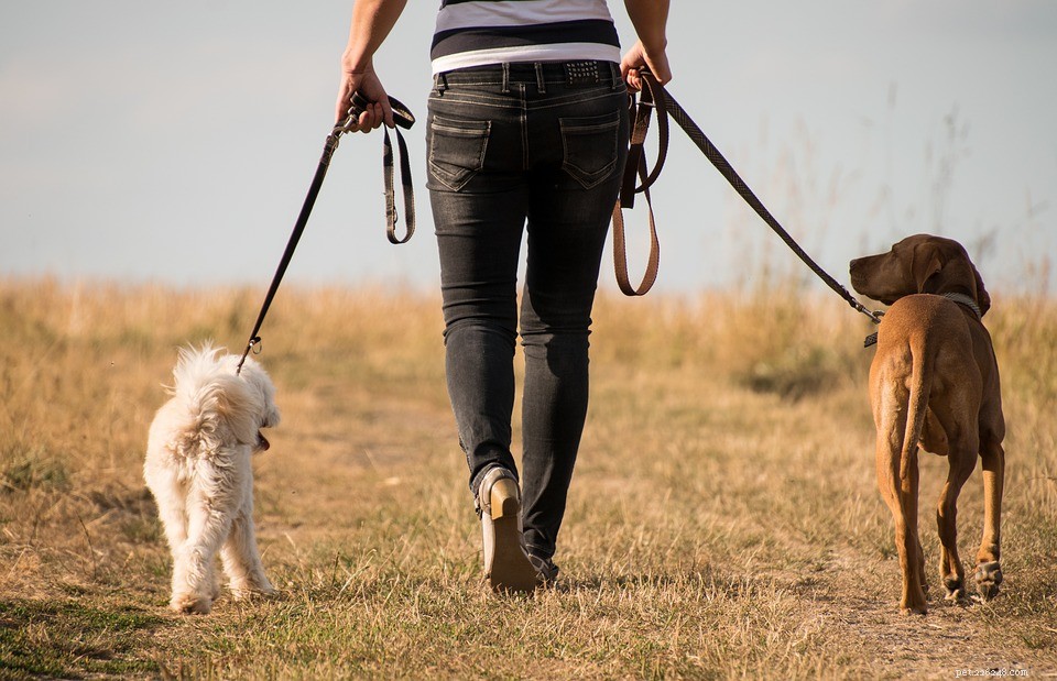 5 Things Humans Do That Annoy Dogs (and How to Avoid Them)