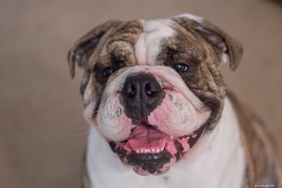 Lewis Hamilton’s Bulldog Roscoe Earns $700 a Day as a Celebrity Model