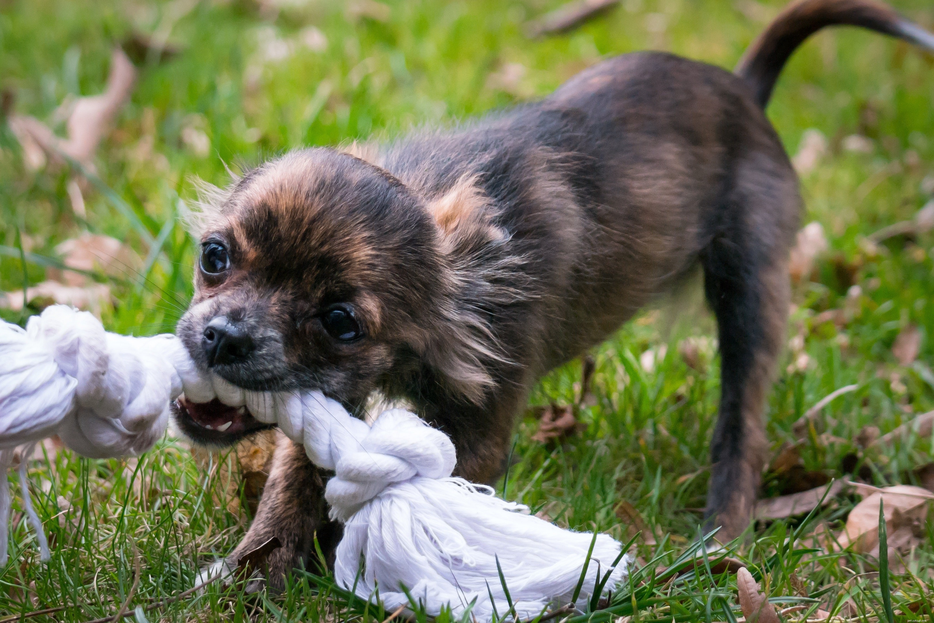Study Finds People with Anxiety More Prone to Dog Bites